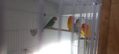 selling parrots