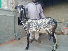 Desi Makhi chini Bakri