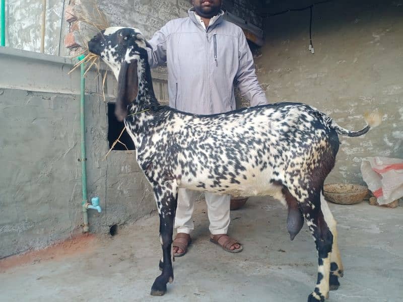 Desi Makhi chini Bakri 0