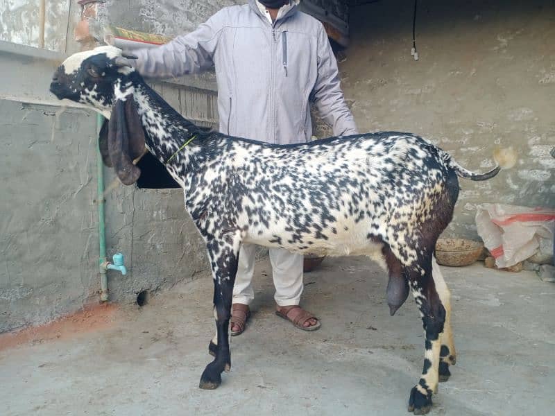 Desi Makhi chini Bakri 1