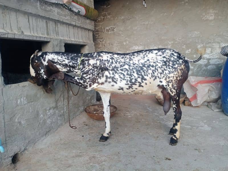 Desi Makhi chini Bakri 2