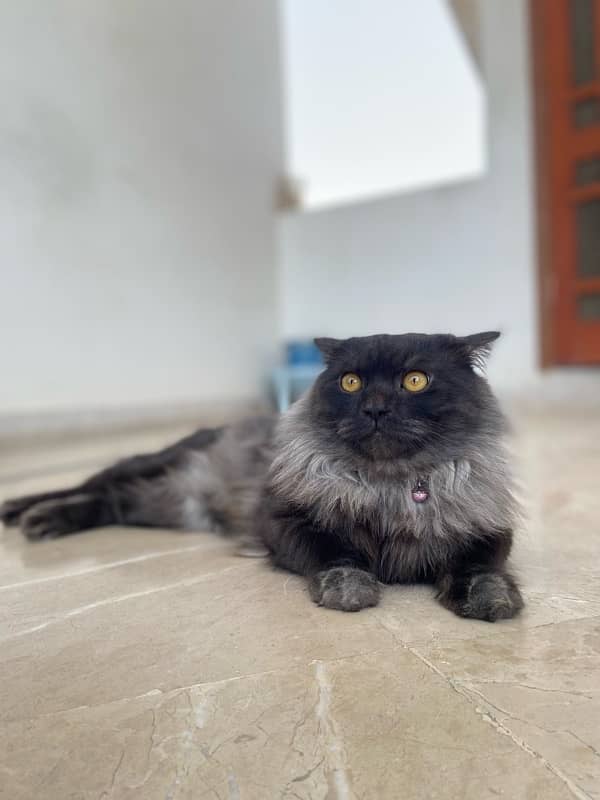 Persian Cat 1