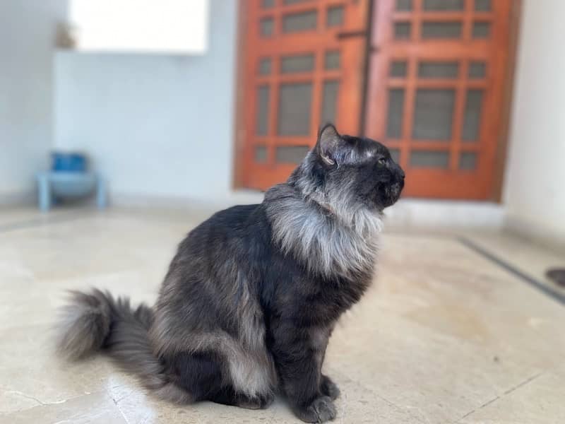 Persian Cat 2