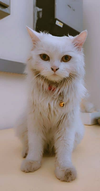 Female Persian cat 0