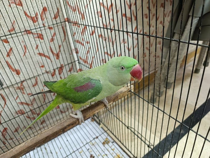 Raw Female Kashmiri Parrot 0