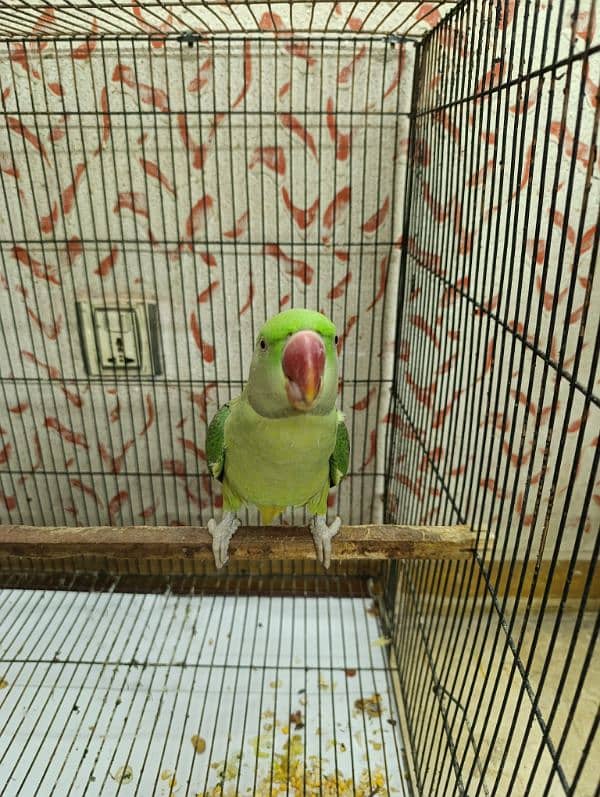 Raw Female Kashmiri Parrot 2