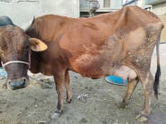 valyti cross cow