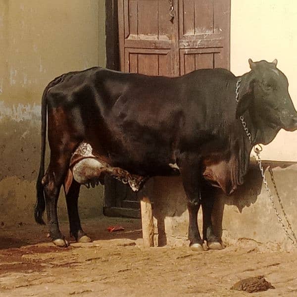 Frisian Cholistanii cross Cow for Sale ,0334-7936784 0