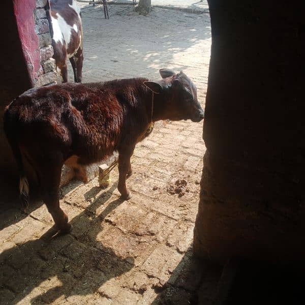 Frisian Cholistanii cross Cow for Sale ,0334-7936784 2