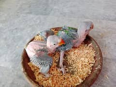 Raaw Parrot Chicks