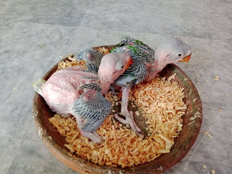 Raaw Parrot Chicks 1