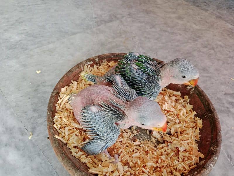 Raaw Parrot Chicks 2