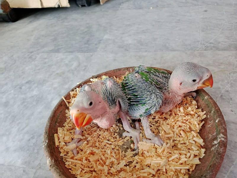 Raaw Parrot Chicks 4