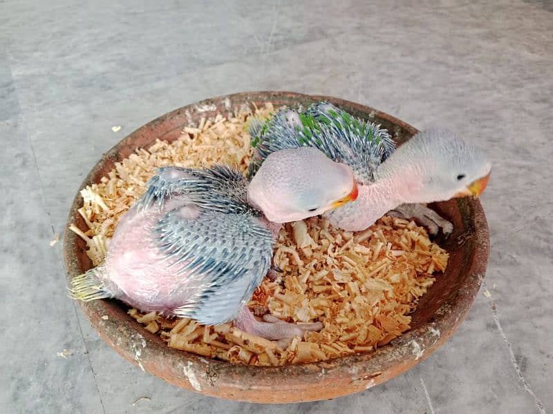 Raaw Parrot Chicks 5