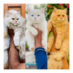 Persian triple coated punch face kitten available for sale