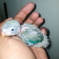 Lovebirds breeders pair for sale