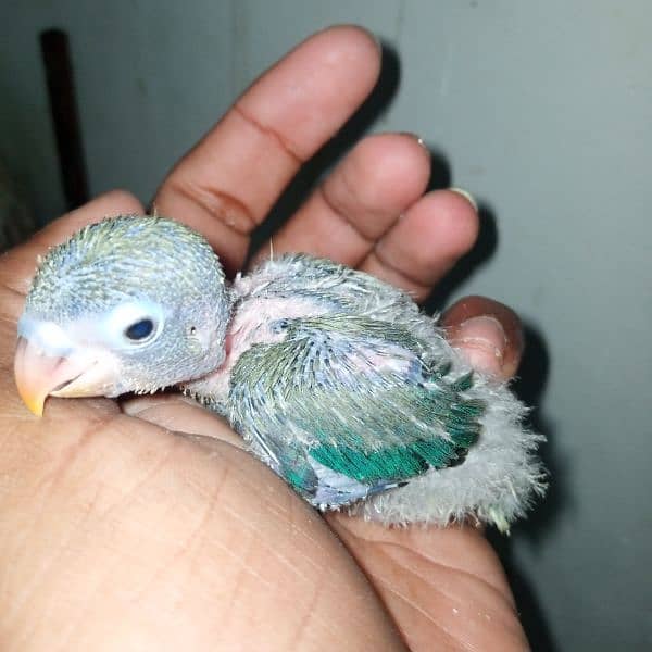 Lovebirds breeders pair for sale 0