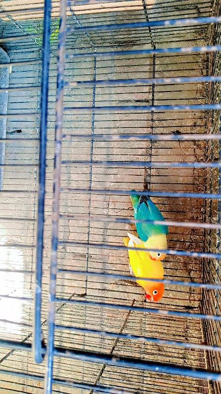 Lovebirds breeders pair for sale 1