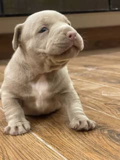 Pocket American Bully Puppies