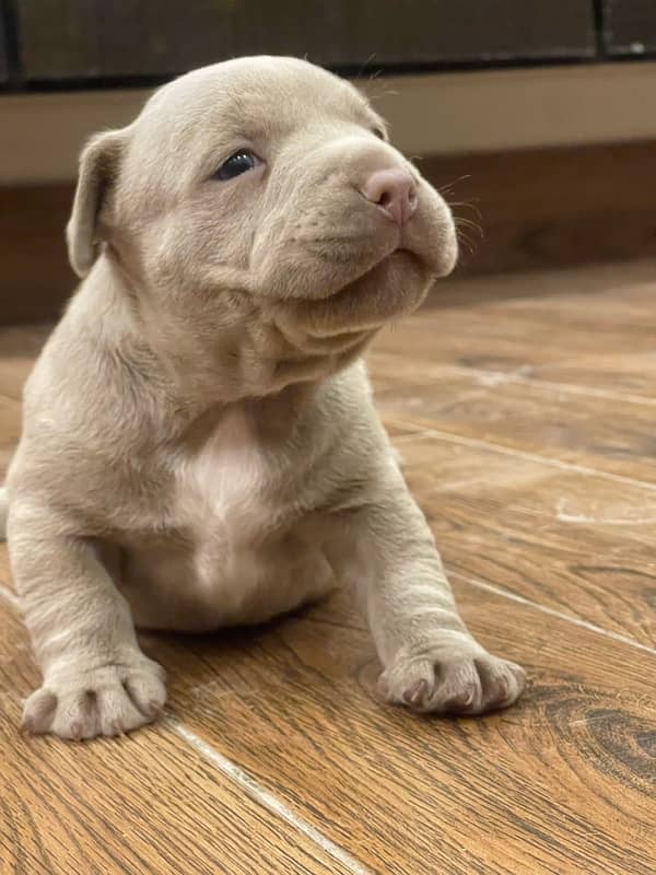 Pocket American Bully Puppies 0