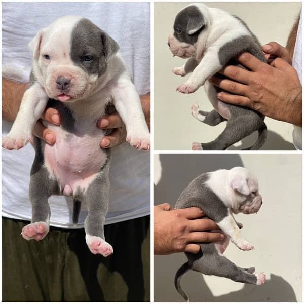 Pocket American Bully Puppies 2