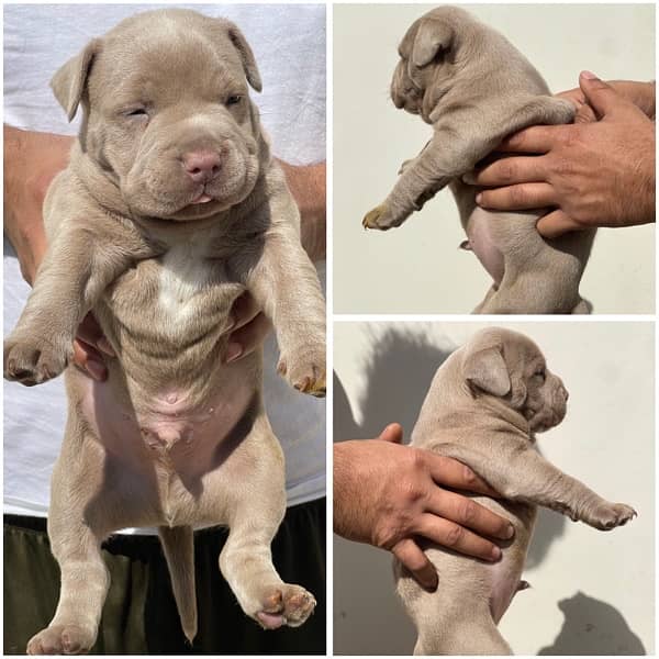 Pocket American Bully Puppies 3