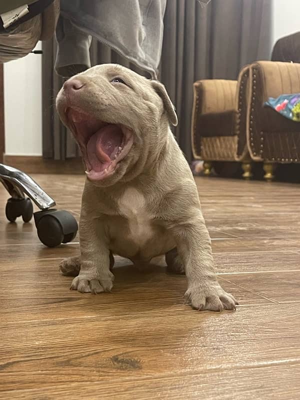 Pocket American Bully Puppies 4