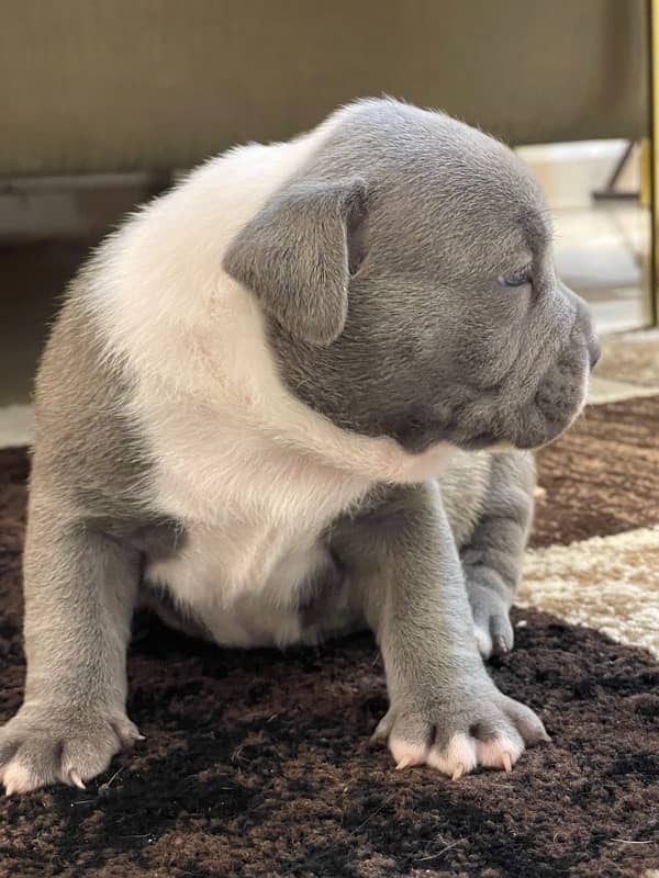 Pocket American Bully Puppies 5