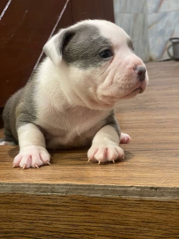 Pocket American Bully Puppies 7