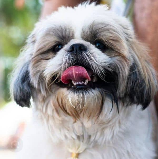 shih tzu 0