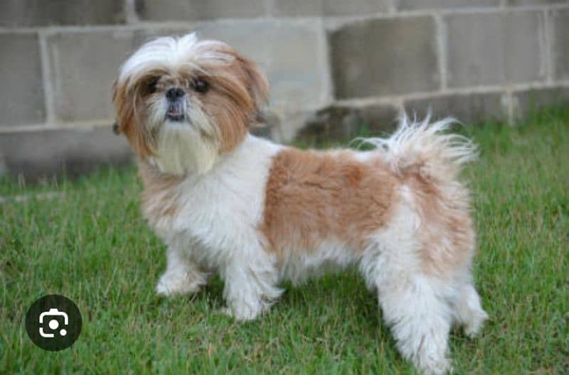 shih tzu 1