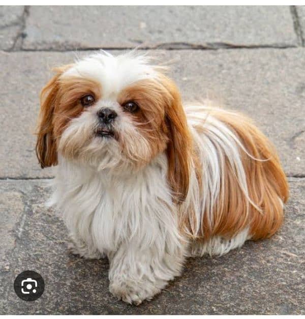 shih tzu 2