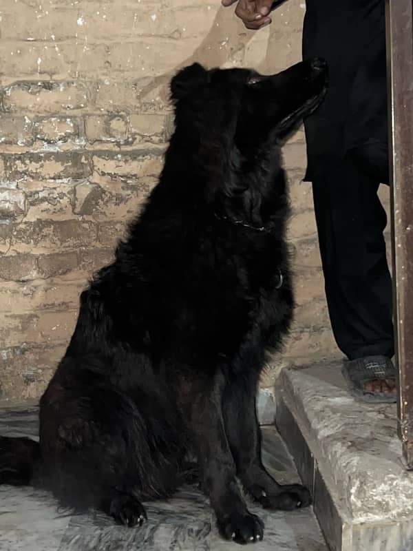 black german shepherd long coat non ped (home breed) top quality 1