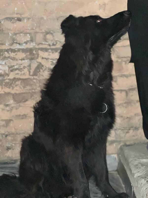 black german shepherd long coat non ped (home breed) top quality 2