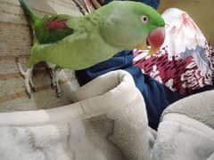 Bohat hi friendly parrot