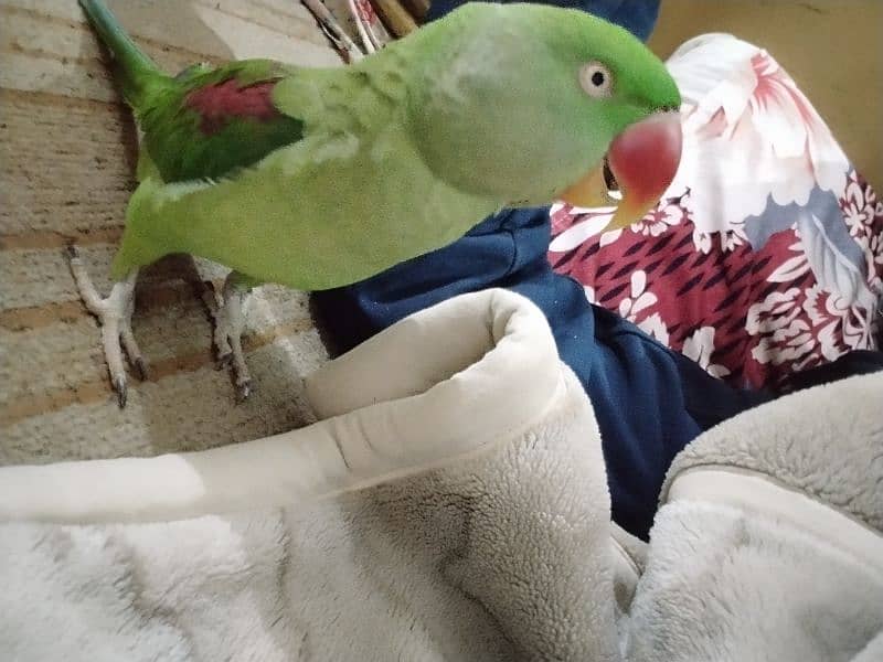 Bohat hi friendly parrot 0