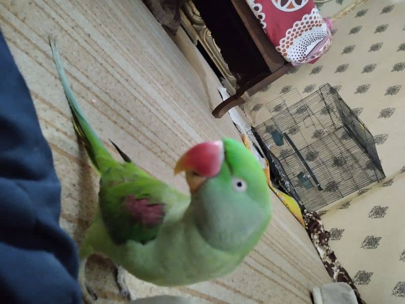 Bohat hi friendly parrot 2