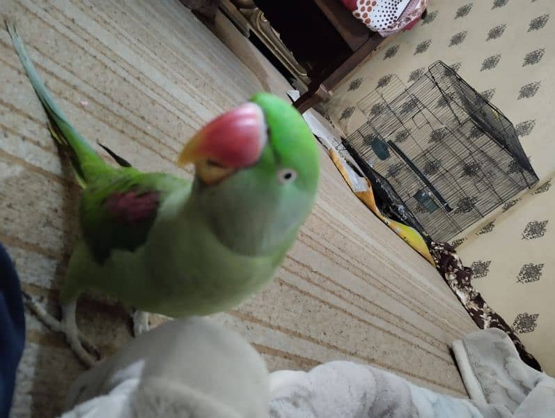 Bohat hi friendly parrot 3