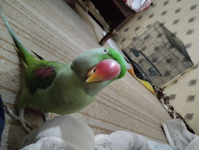 Bohat hi friendly parrot 4