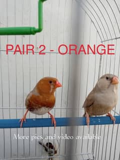 PREMIUM FINCHES COLONY FOR SALE