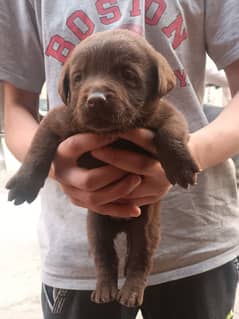 Chocolate Labrador Female Puppy