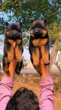 Long coat  German Shepherd pair for sale call and WhatsApp