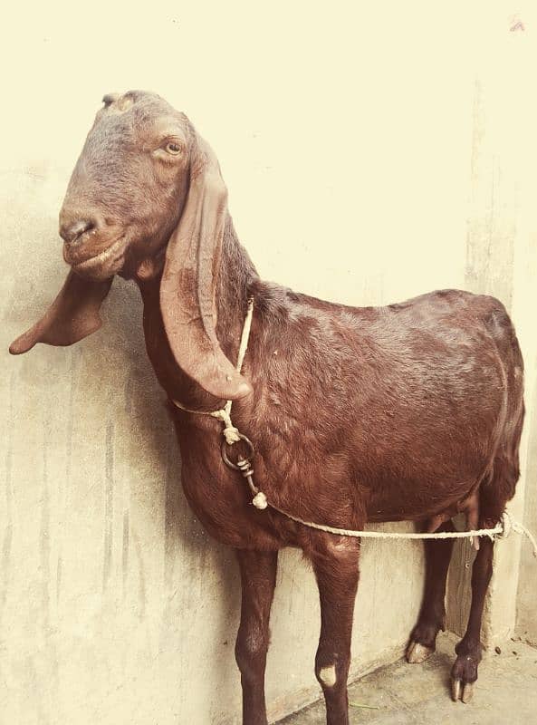 Bakri 1