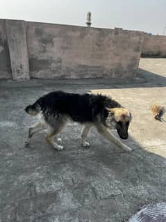 pair of beautiful German dogs only 7 months old for sale