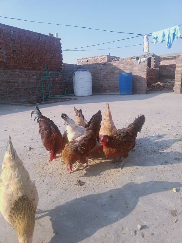 ANDON WALI MURGHIAN FOR SALE 5