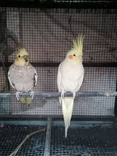 Cocktail parrots pair