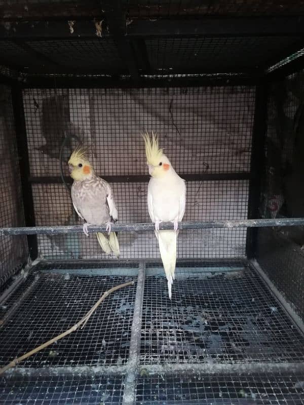 Cocktail parrots pair 5