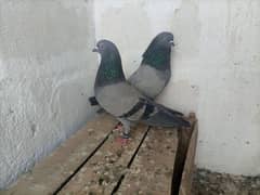 kabooter pigeon