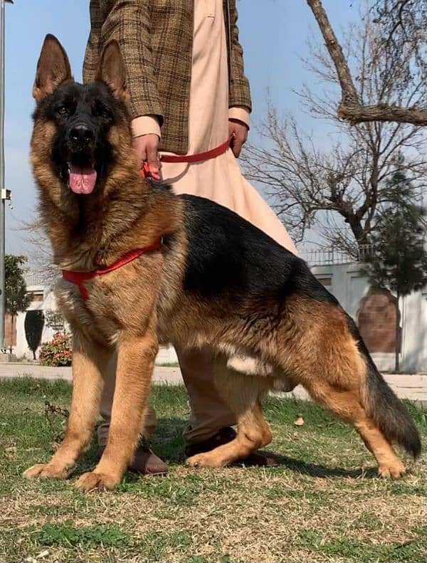 German shepherd double coat full security guard male 11 month for sale 0