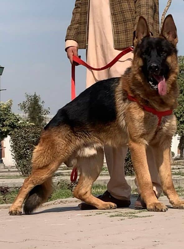 German shepherd double coat full security guard male 11 month for sale 1